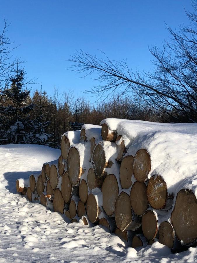 Bocksbergglueck In Hahnenklee, Endreinigung, Bezogene Betten, Handtuecher Inklusive ゴスラー エクステリア 写真